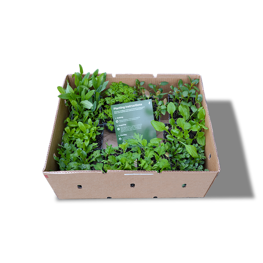 My Patch Box (Coming May - Autumn Planted Hardy Annuals)