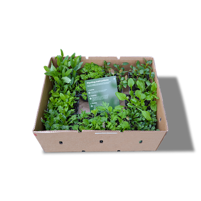 My Patch Box:  Early Spring Planted Hardy Annuals