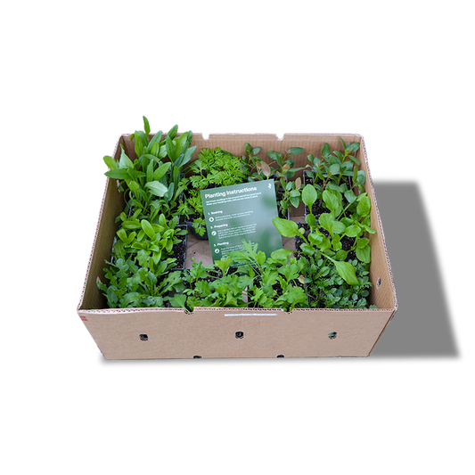 My Patch Box (Coming May - Autumn Planted Hardy Annuals)