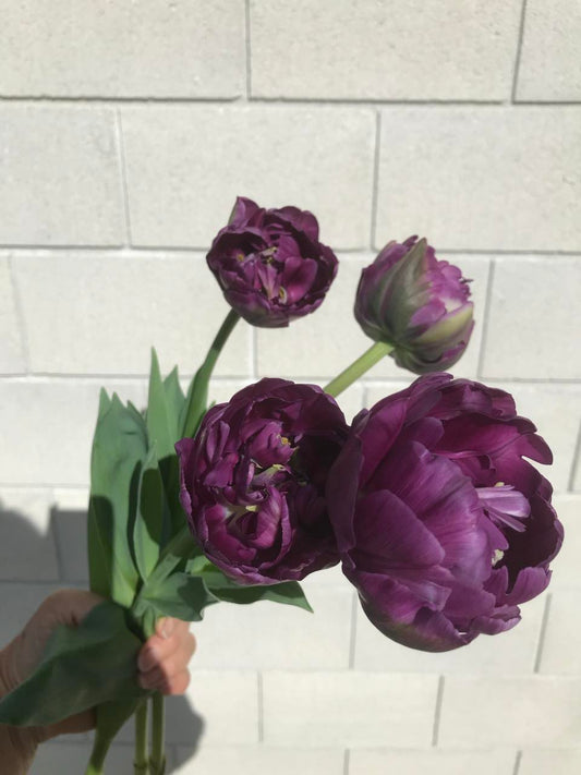 Tulip Saigon Double - bag of 20 bulbs