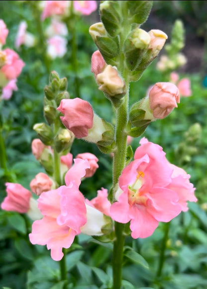 LOCALS:  Snapdragon Chantilly Light Salmon (Beginner)