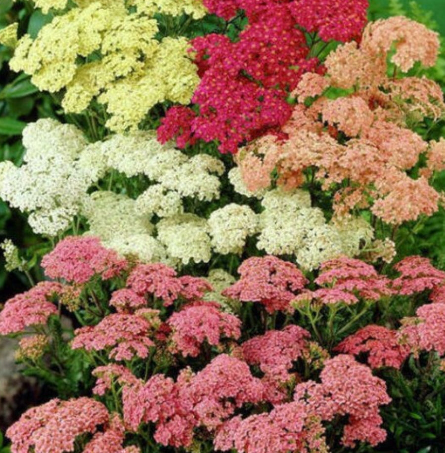 MY PATCH BOX:  Late Spring Planted Tender Annuals (limited delivery zone)