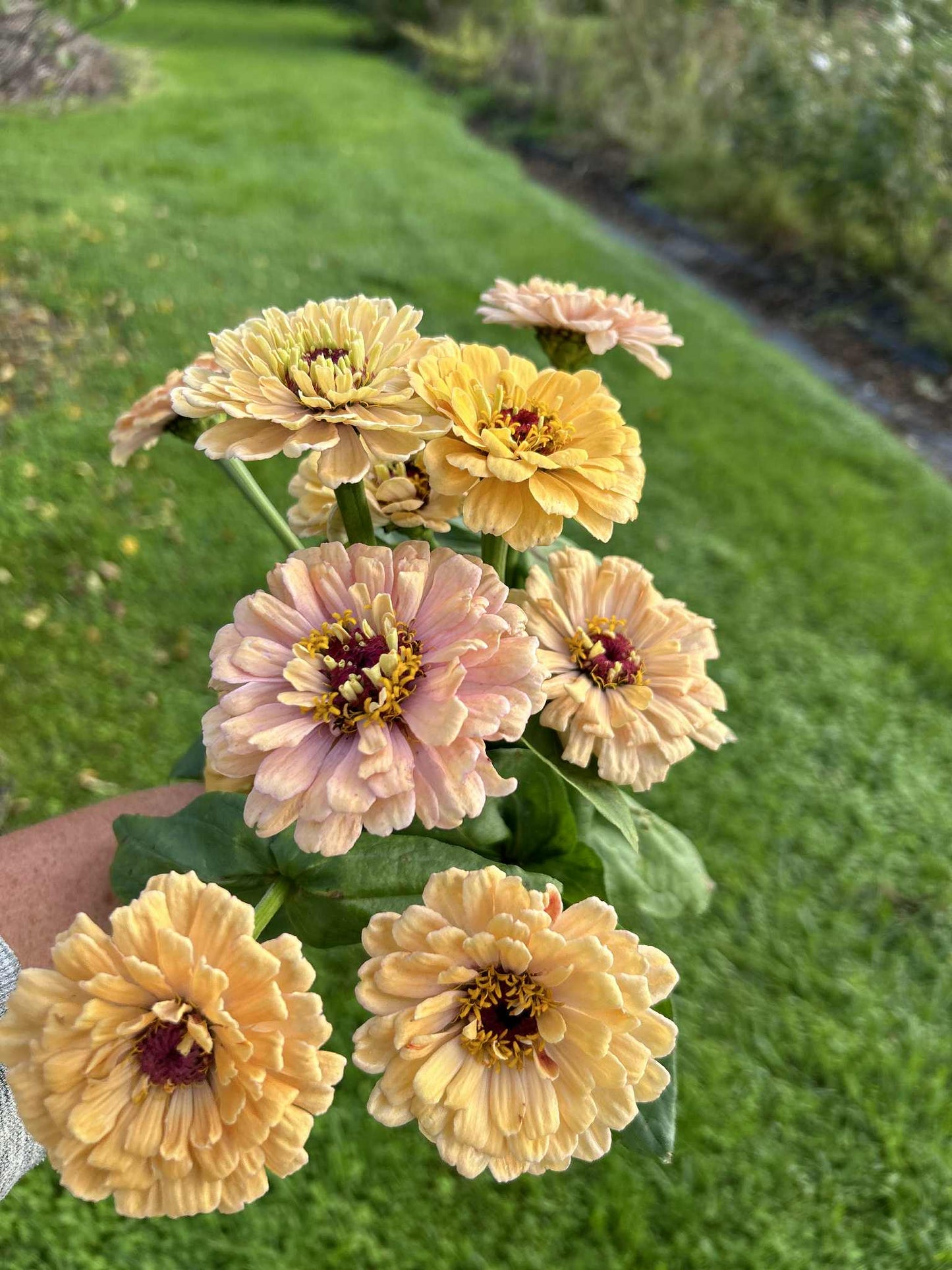 Pick 'n Mix  - Early Summer Planted Tender Annuals - Dispatching from 8th Dec with FREE Nationwide Shipping (excludes Rural) when you purchase 4 or more punnets