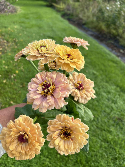 Pick 'n Mix  - Early Summer Planted Tender Annuals - Dispatching from 8th Dec with FREE Nationwide Shipping (excludes Rural) when you purchase 4 or more punnets