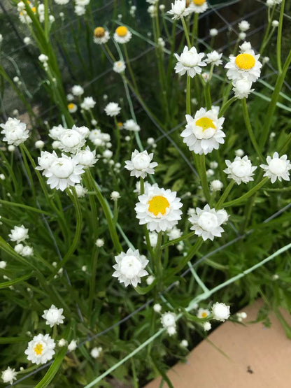 Ammobium