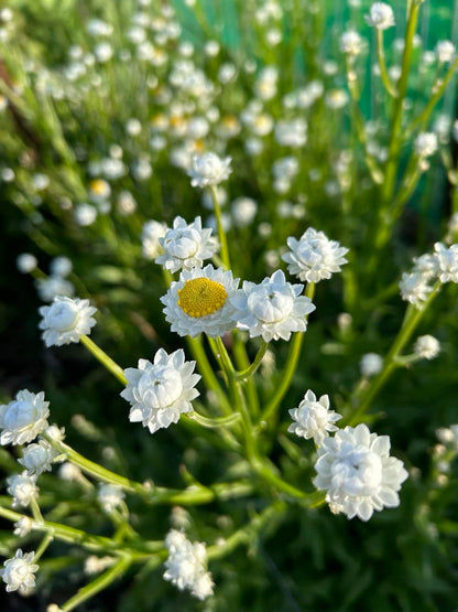 Pick 'n Mix  - Early Summer Planted Tender Annuals - Dispatching from 8th Dec with FREE Nationwide Shipping (excludes Rural) when you purchase 4 or more punnets