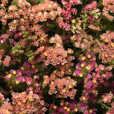 MY PATCH BOX:  Late Spring Planted Tender Annuals (limited delivery zone)