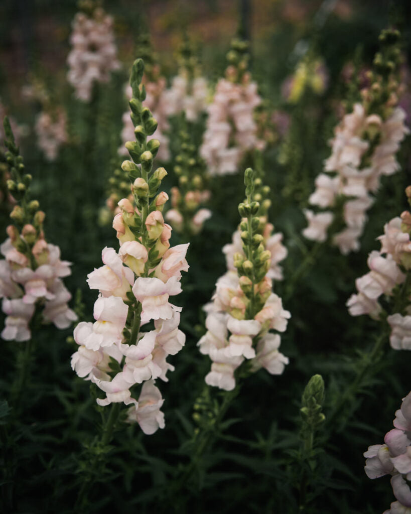 Pick 'n Mix  - Early Winter Planted Hardy Annuals (One last dispatch Tues 12th May - sorry, not available for south island or rural delivery)