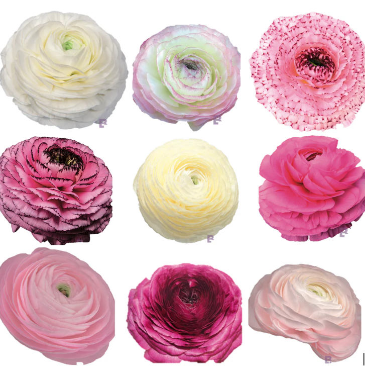LOCALS SPECIAL - PICK UP ONLY - Ranunculus Elegance Berries and Cream