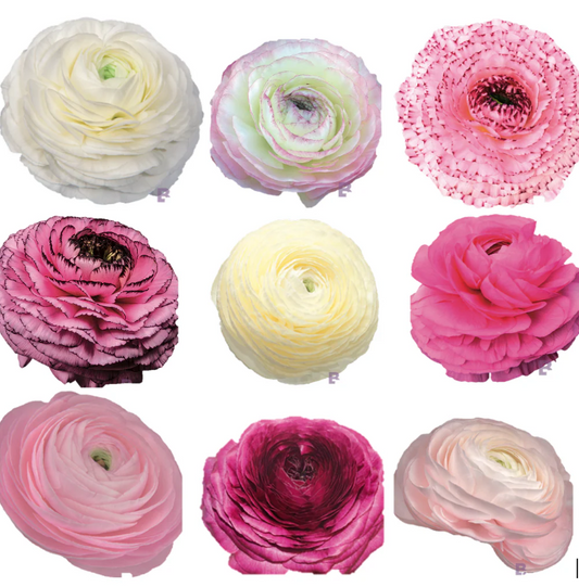 LOCALS SPECIAL - PICK UP ONLY - Ranunculus Elegance Berries and Cream