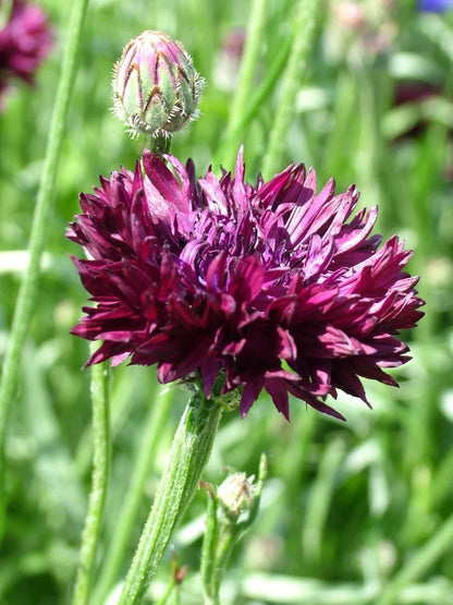 Pick 'n Mix  - Early Winter Planted Hardy Annuals (One last dispatch Tues 12th May - sorry, not available for south island or rural delivery)