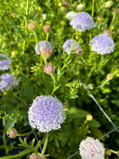 LOCALS: Didiscus Lacy Mix (Easy)