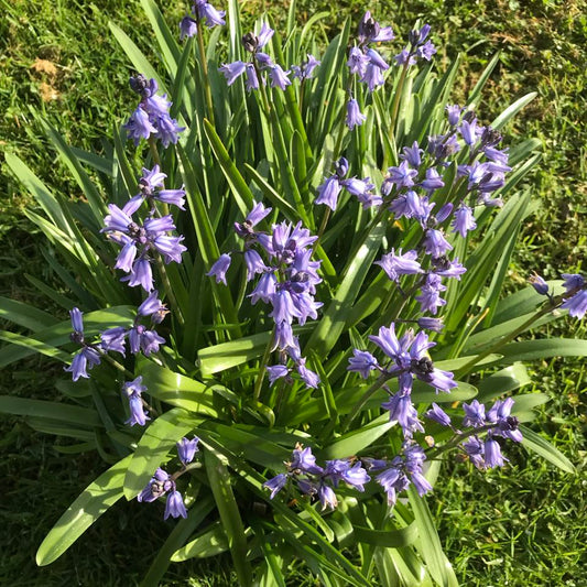 Bluebells - bag of 10 bulbs
