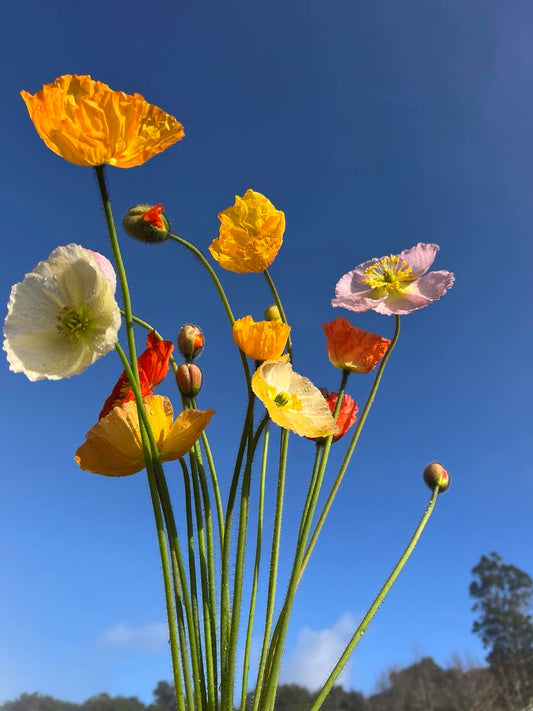 Poppy Pack (Coming Early May)