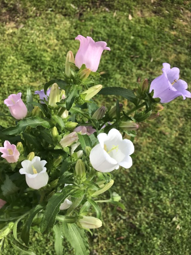 Pick 'n Mix  - Early Winter Planted Hardy Annuals (One last dispatch Tues 12th May - sorry, not available for south island or rural delivery)