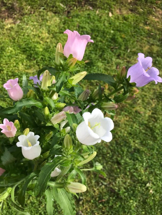 Pick 'n Mix  - Early Spring Planted Hardy Annuals - Free* North Island shipping