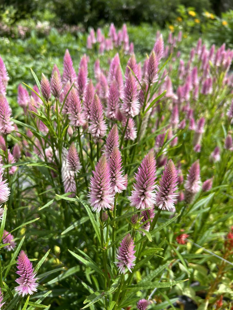 Pick 'n Mix  - Early Summer Planted Tender Annuals - Dispatching from 8th Dec with FREE Nationwide Shipping (excludes Rural) when you purchase 4 or more punnets