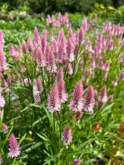 Pick 'n Mix  - Early Summer Planted Tender Annuals - Dispatching from 8th Dec with FREE Nationwide Shipping (excludes Rural) when you purchase 4 or more punnets