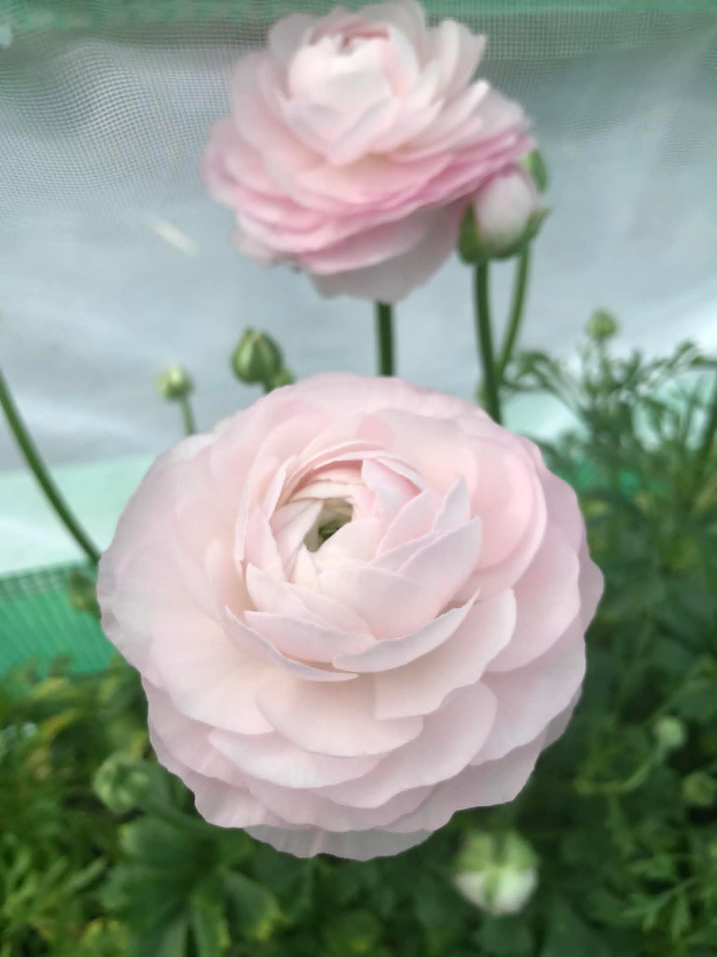 LOCALS SPECIAL - PICK UP ONLY - Ranunculus Amandine Chamallo