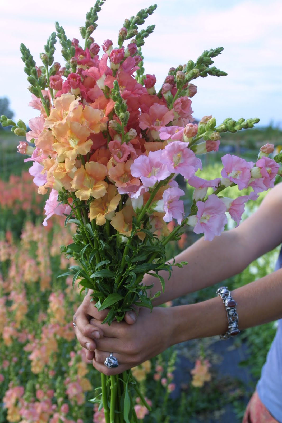 LOCALS:  Snapdragon Chantilly Light Salmon (Beginner)