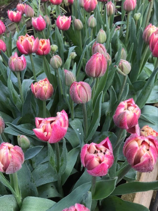 Tulip Columbus - bag of 20 bulbs