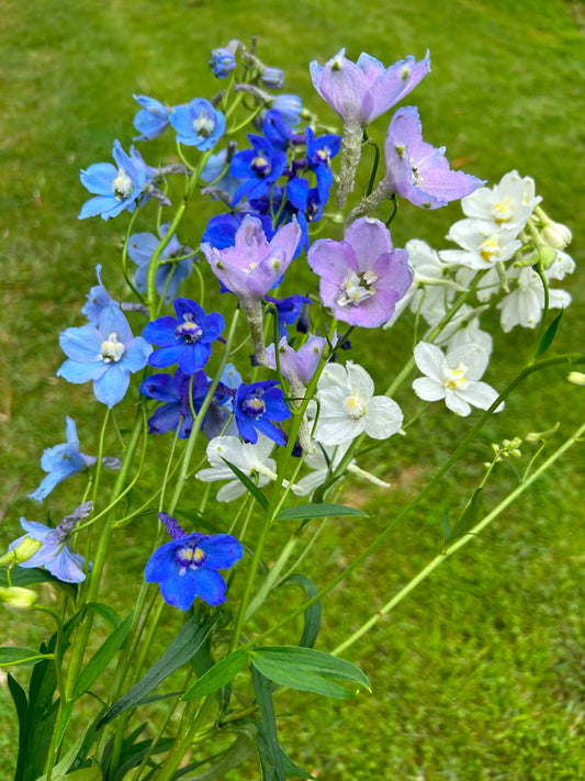 NZ: Delphinium Connecticut Yankee Mix (Intermediate)