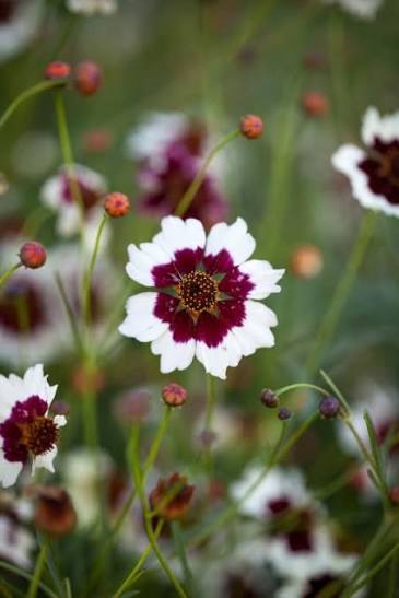 NZ: Coreopsis Incredible Swirls Mix