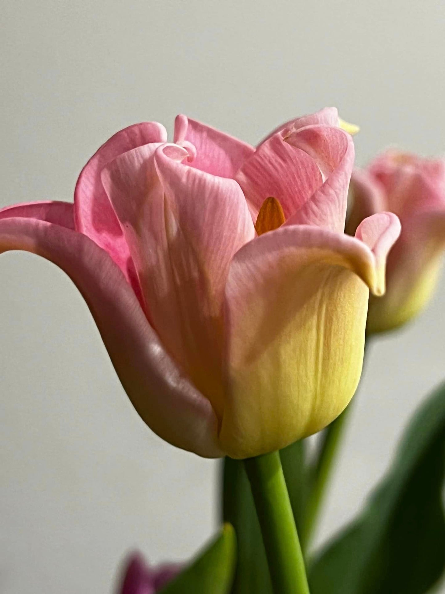 Tulip Crown of  Dynasty - bag of 20 bulbs