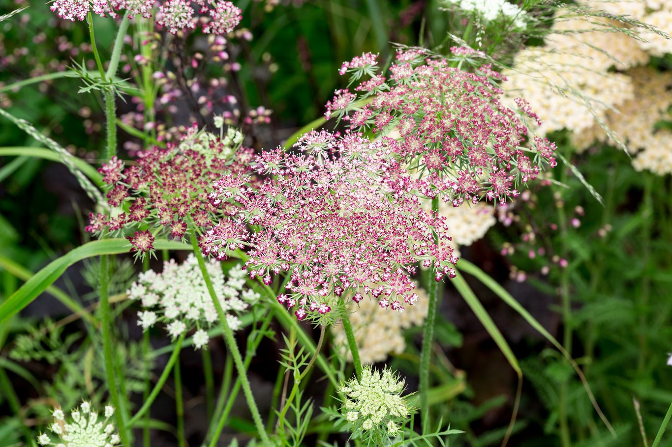 Pick 'n Mix  - Early Winter Planted Hardy Annuals (One last dispatch Tues 12th May - sorry, not available for south island or rural delivery)