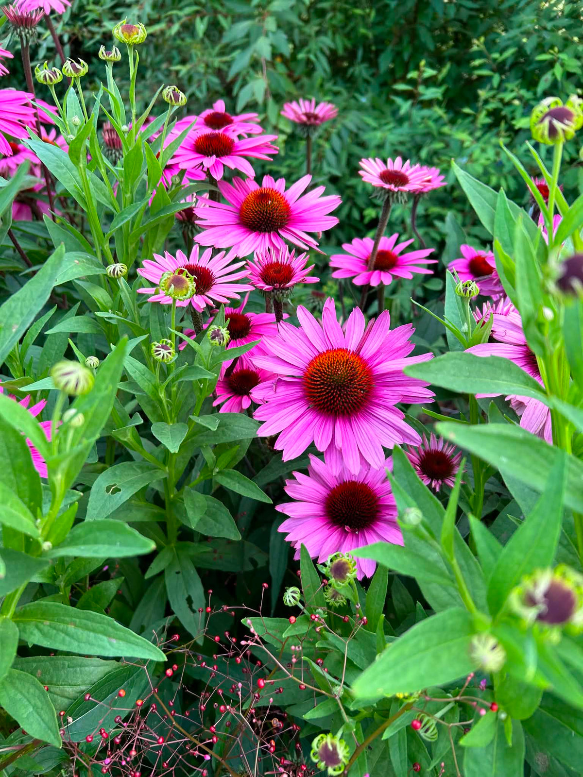 LOCALS: Echinacea Primadonna Deep Rose (Intermediate)