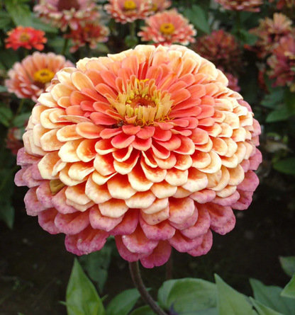 Pick 'n Mix  - Early Summer Planted Tender Annuals - Dispatching from 8th Dec with FREE Nationwide Shipping (excludes Rural) when you purchase 4 or more punnets