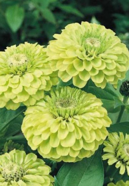 Pick 'n Mix  - Early Summer Planted Tender Annuals - Dispatching from 8th Dec with FREE Nationwide Shipping (excludes Rural) when you purchase 4 or more punnets