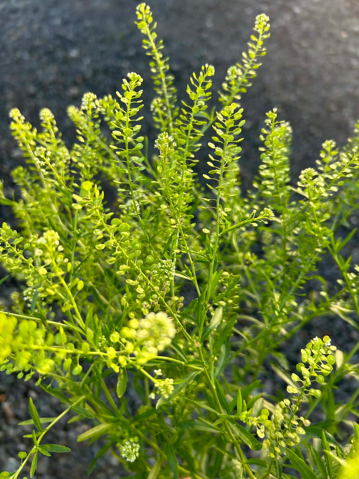 Pick 'n Mix  - Early Winter Planted Hardy Annuals (One last dispatch Tues 12th May - sorry, not available for south island or rural delivery)