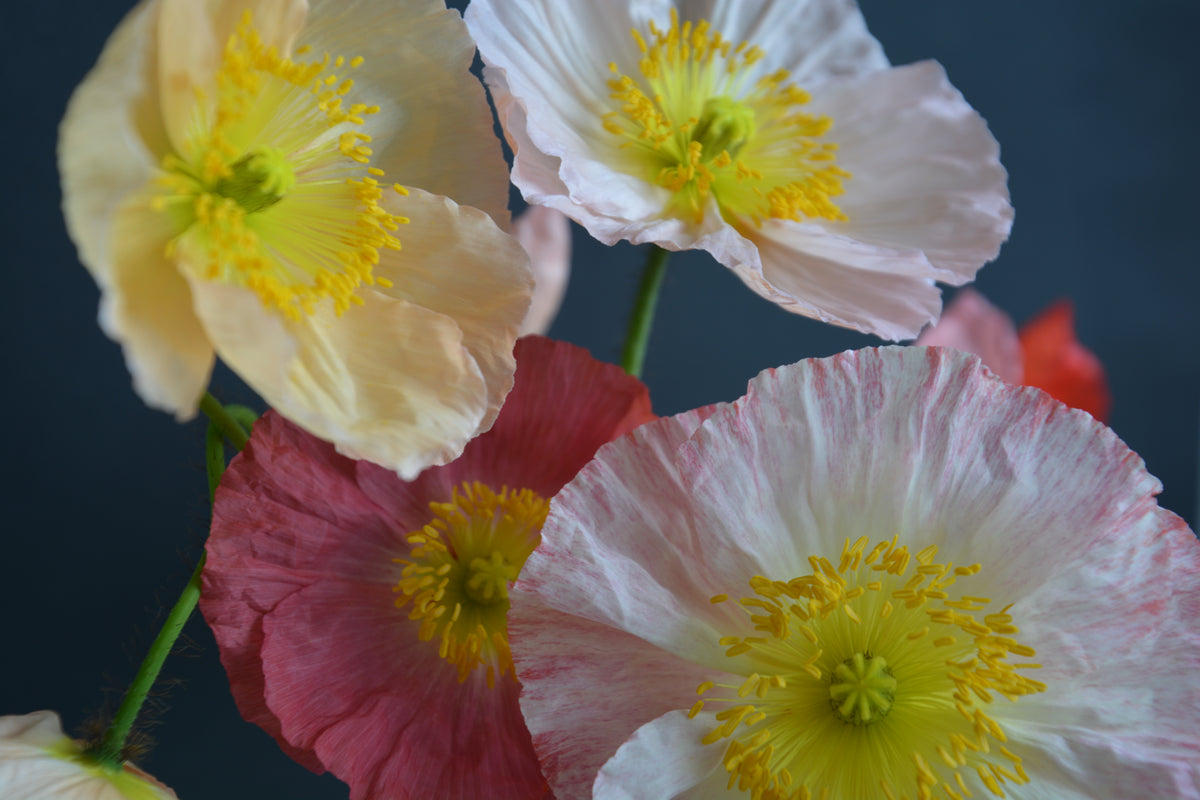 NZ: Poppy Springsong Mix (Easy)