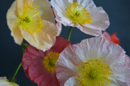 NZ: Poppy Springsong Mix (Easy)