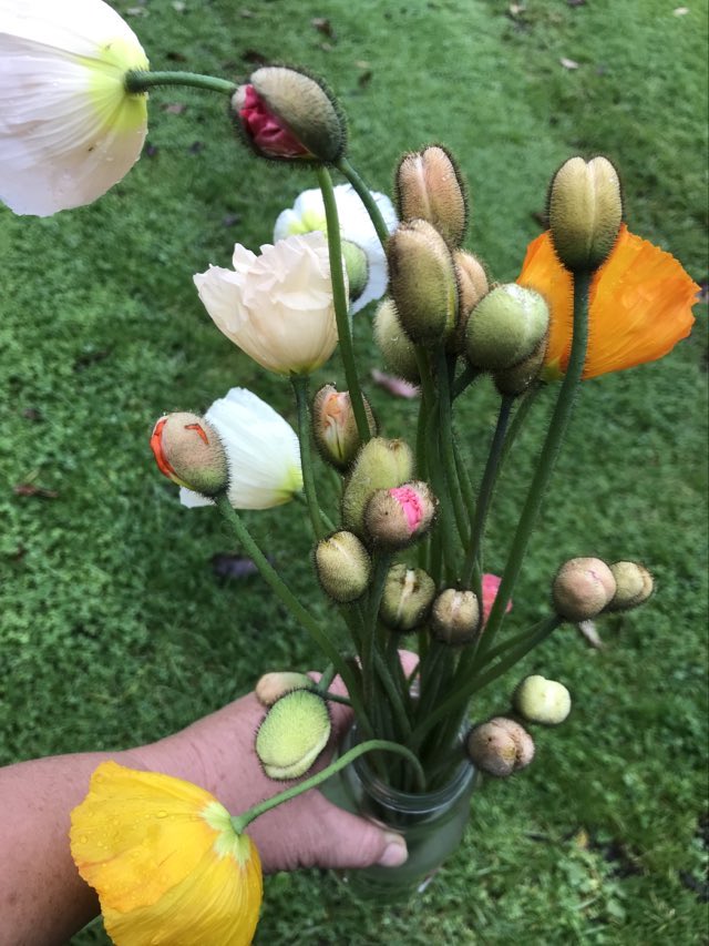 NZ: Poppy Springsong Mix (Easy)