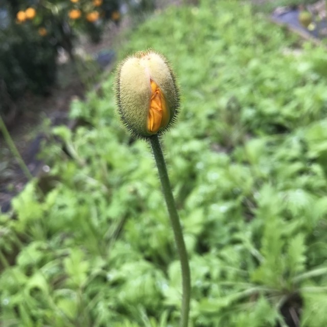 NZ: Poppy Matilda Pastels (Easy)