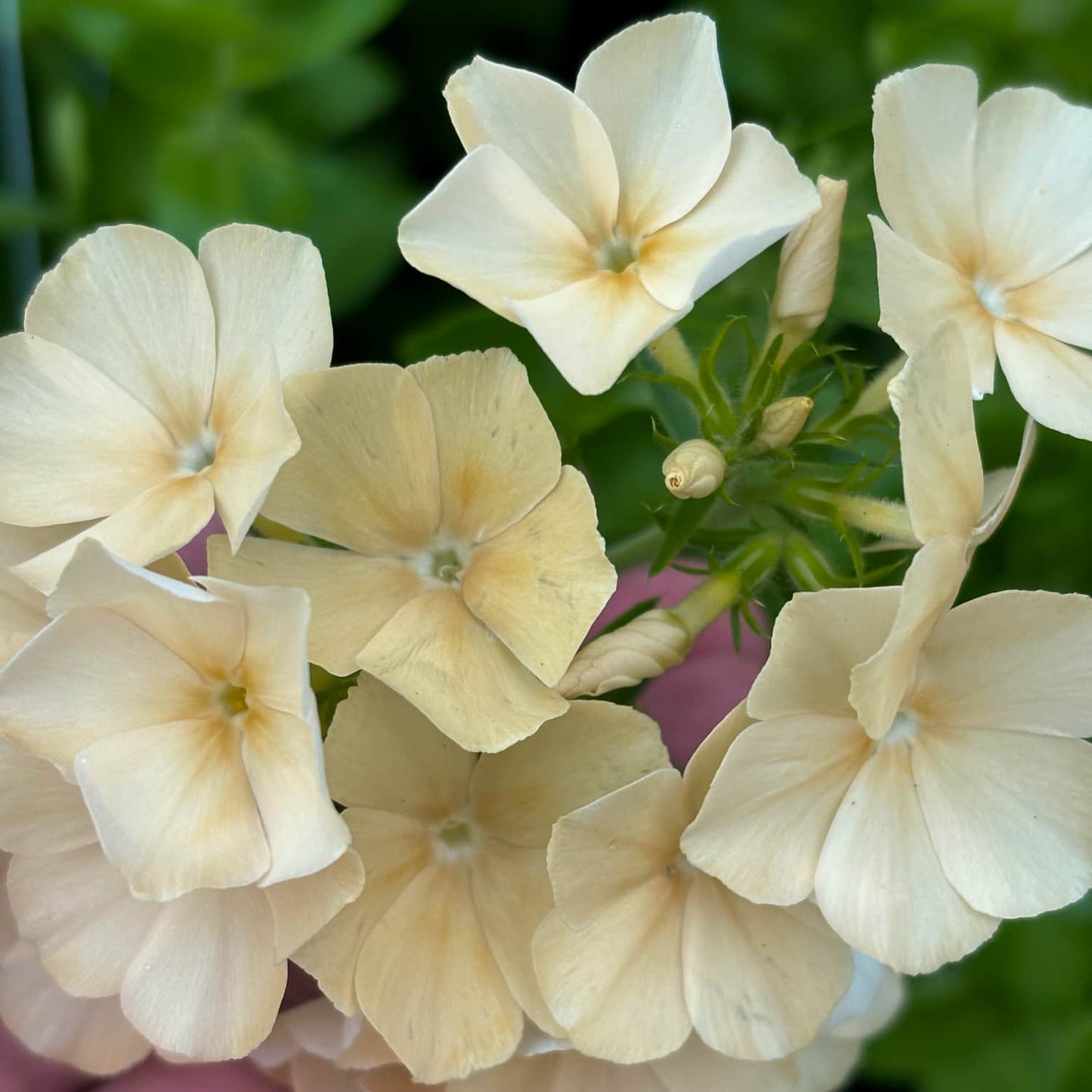 Pick 'n Mix  - Early Summer Planted Tender Annuals - Dispatching from 8th Dec with FREE Nationwide Shipping (excludes Rural) when you purchase 4 or more punnets
