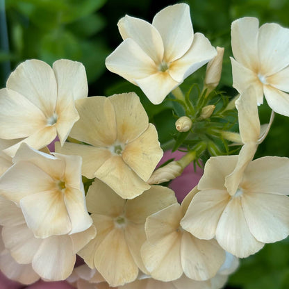 Pick 'n Mix  - Early Summer Planted Tender Annuals - Dispatching from 8th Dec with FREE Nationwide Shipping (excludes Rural) when you purchase 4 or more punnets