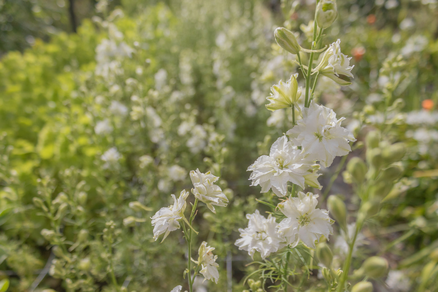 My Patch Box:  Early Spring Planted Hardy Annuals