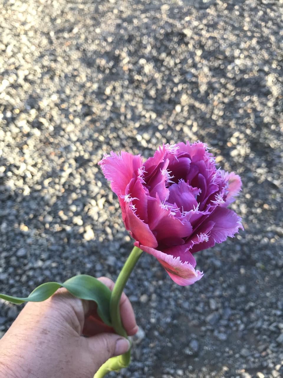Tulip Mascotte - bag of 20 bulbs