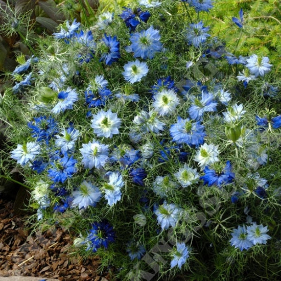 LOCALS: Nigella Moody Blues (Easy)