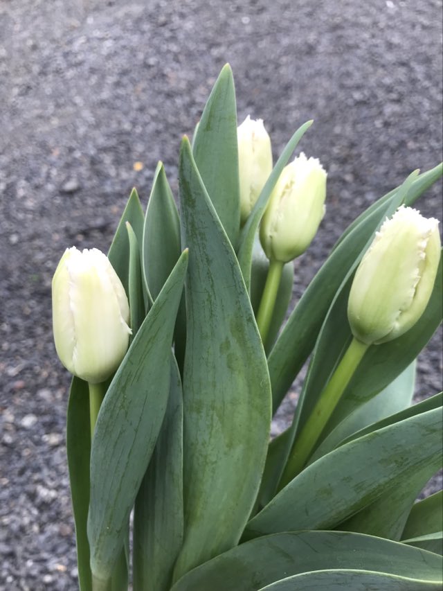 Tulip Negligee - bag of 20 bulbs