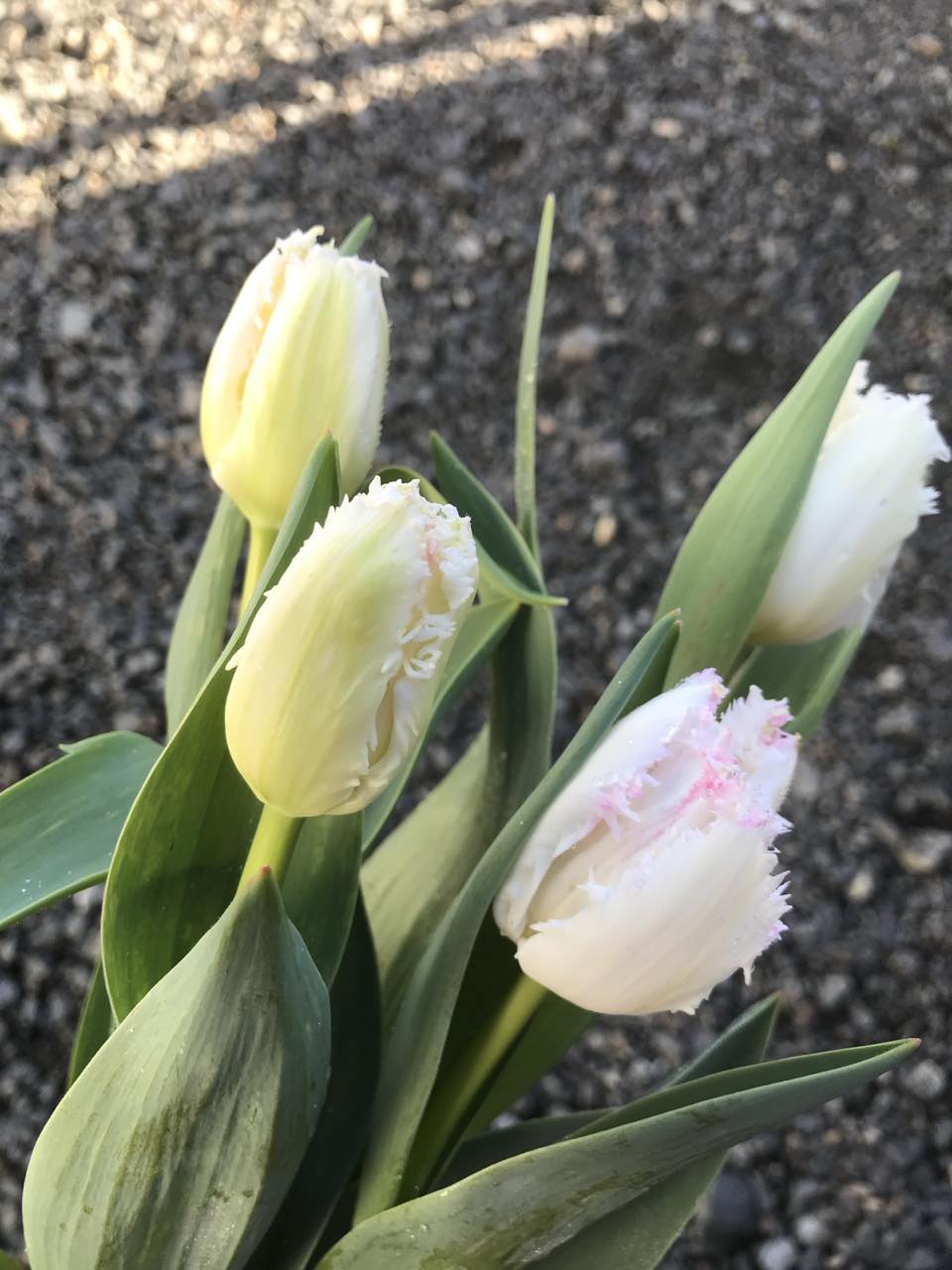 Tulip Negligee - bag of 20 bulbs