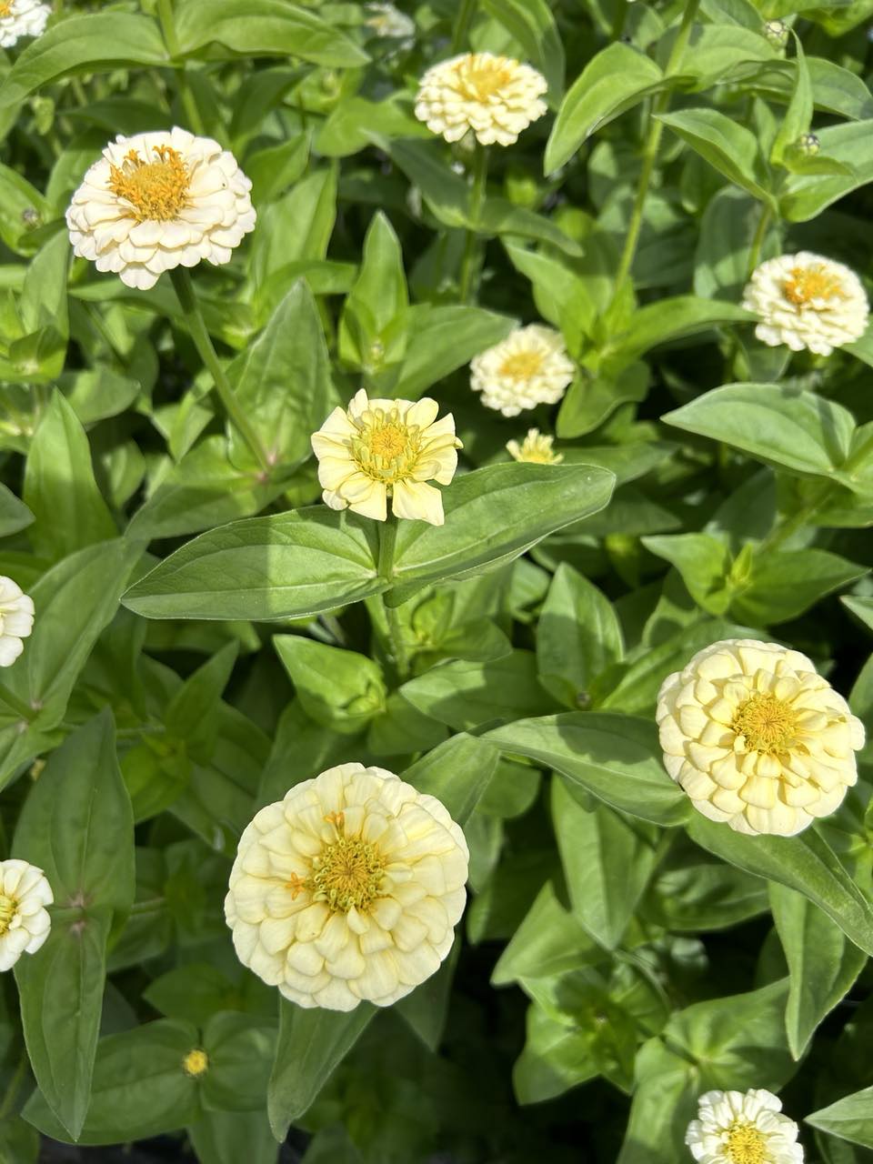 MY PATCH BOX:  Late Spring Planted Tender Annuals (limited delivery zone)