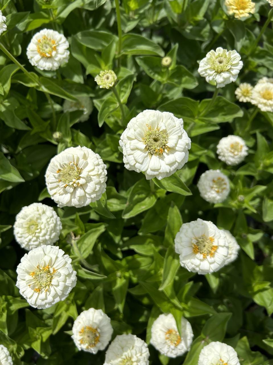 Pick 'n Mix  - Early Summer Planted Tender Annuals - Dispatching from 8th Dec with FREE Nationwide Shipping (excludes Rural) when you purchase 4 or more punnets