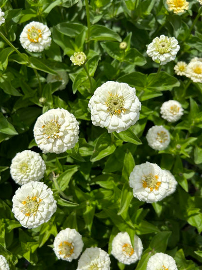 Pick 'n Mix  - Early Summer Planted Tender Annuals - Dispatching from 8th Dec with FREE Nationwide Shipping (excludes Rural) when you purchase 4 or more punnets