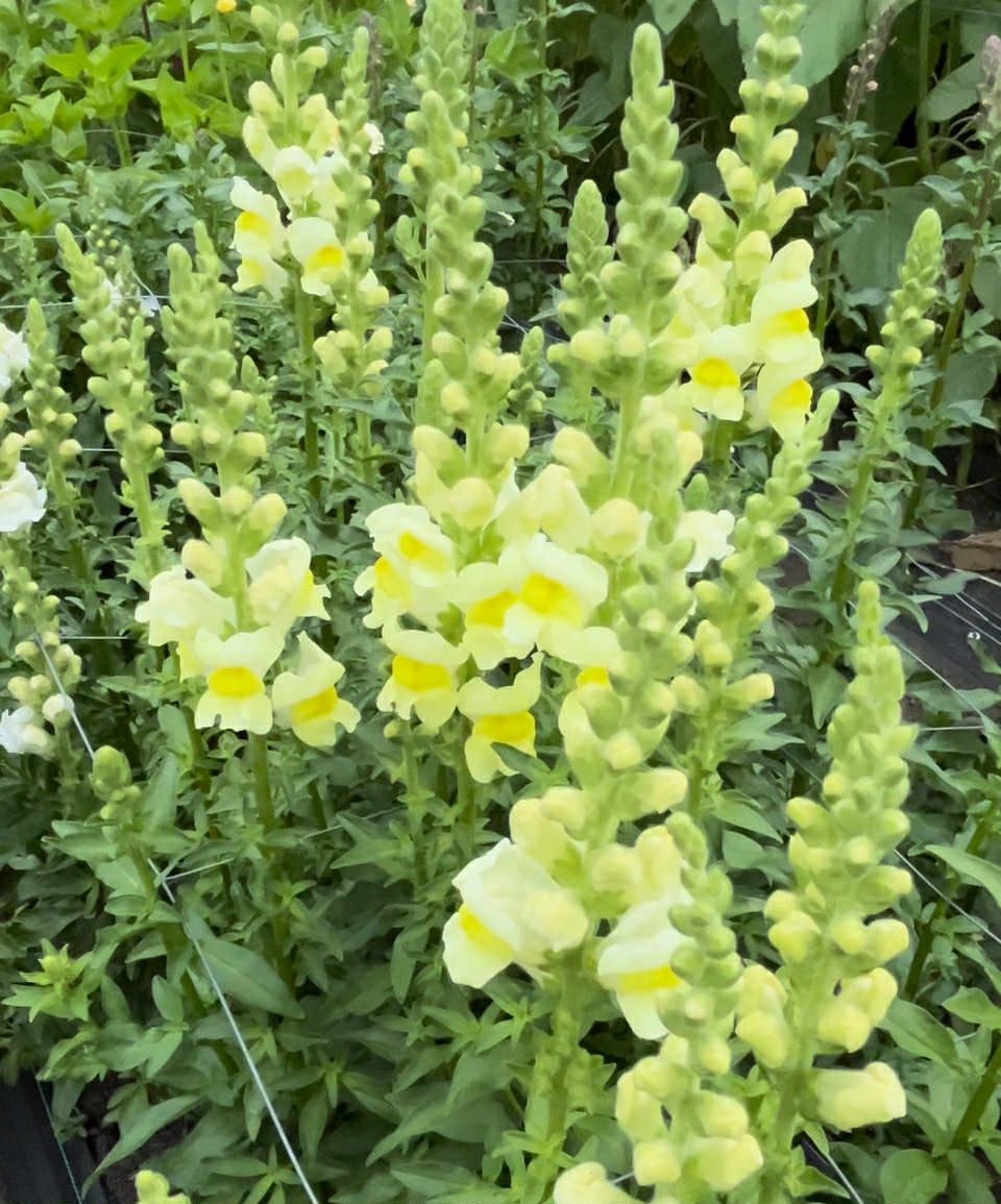 NZ: Snapdragon Warm Mix (Easy)