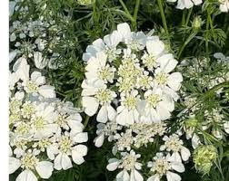 Pick 'n Mix  - Early Winter Planted Hardy Annuals (One last dispatch Tues 12th May - sorry, not available for south island or rural delivery)