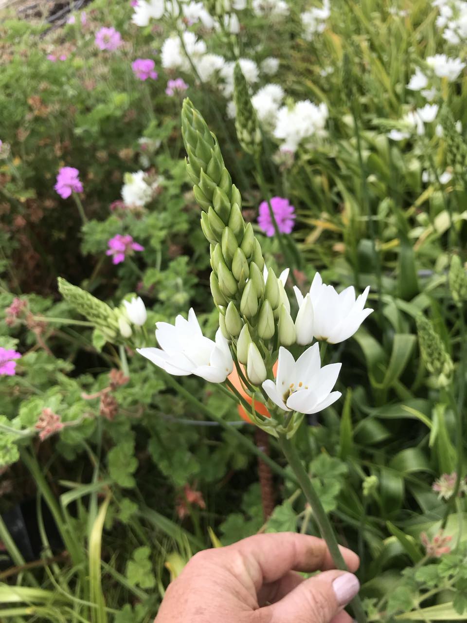 Ornithogalum - bag of 10 bulbs